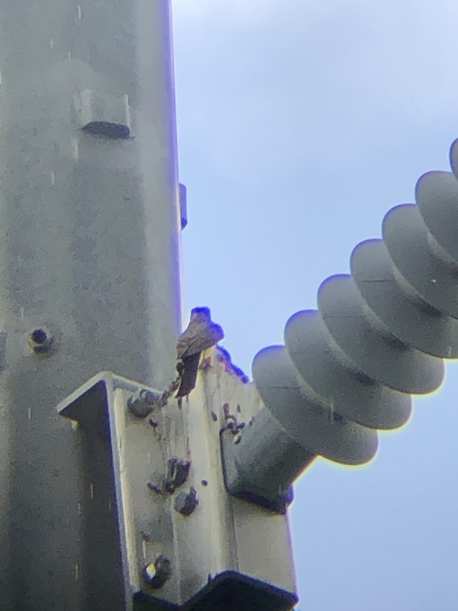 Western Kingbird - ML638459073