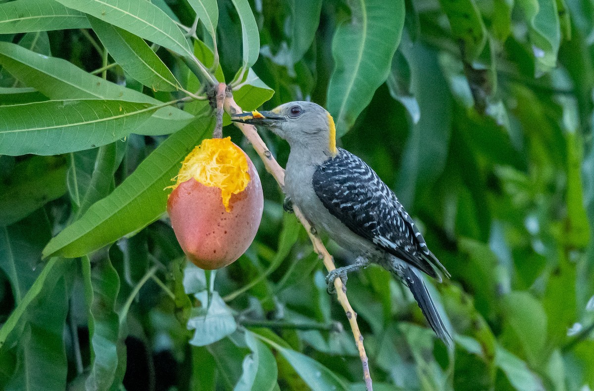 Golden-fronted Woodpecker - ML638459077