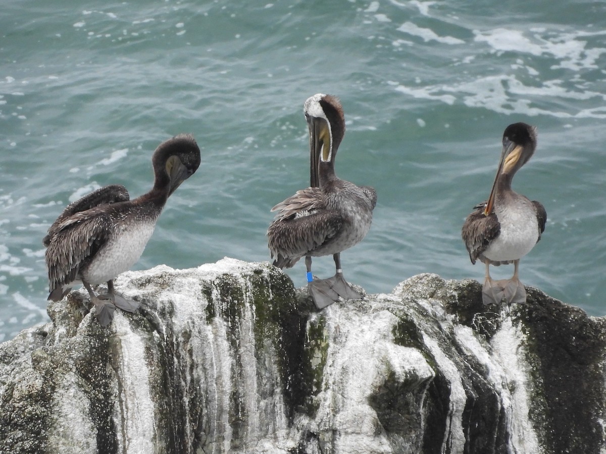Brown Pelican - ML638459099