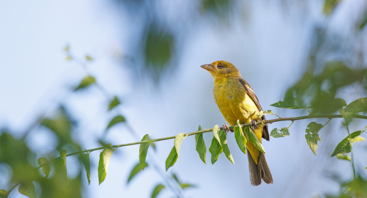 Western Tanager - ML638459128