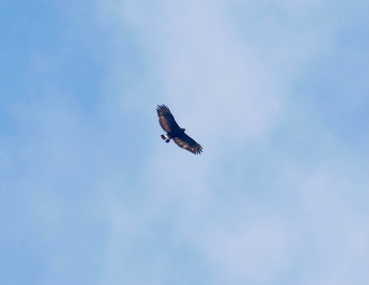 Common Black Hawk - ML638459141