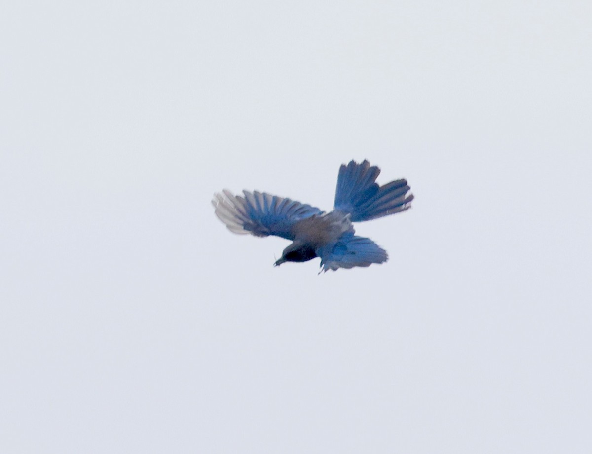 ウッドハウスカケス - ML638459154