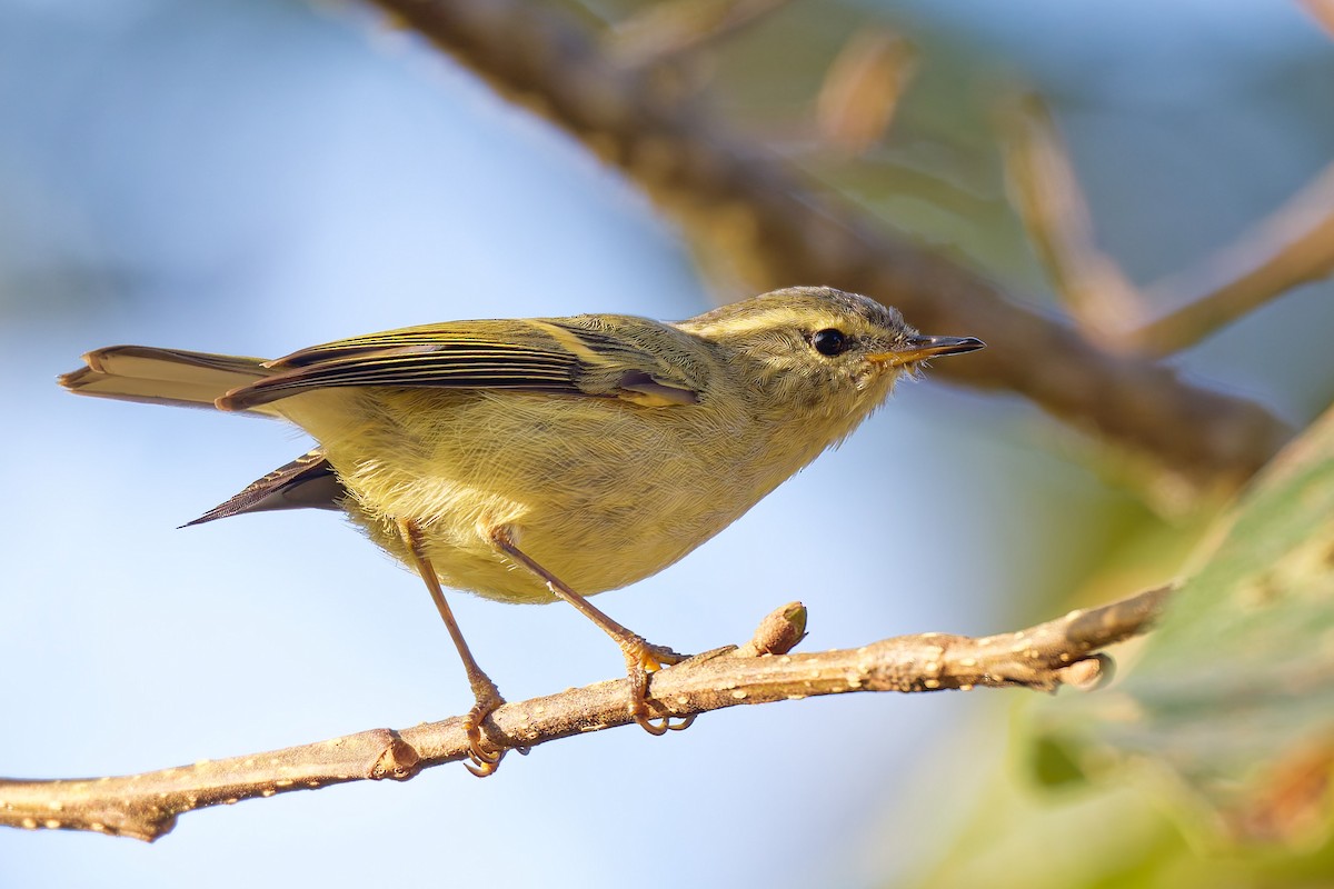 Buff-barred Warbler - ML638459159