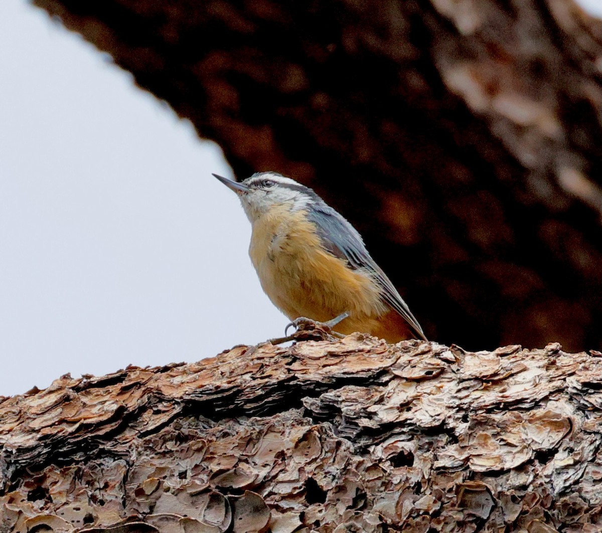 ムネアカゴジュウカラ - ML638459161