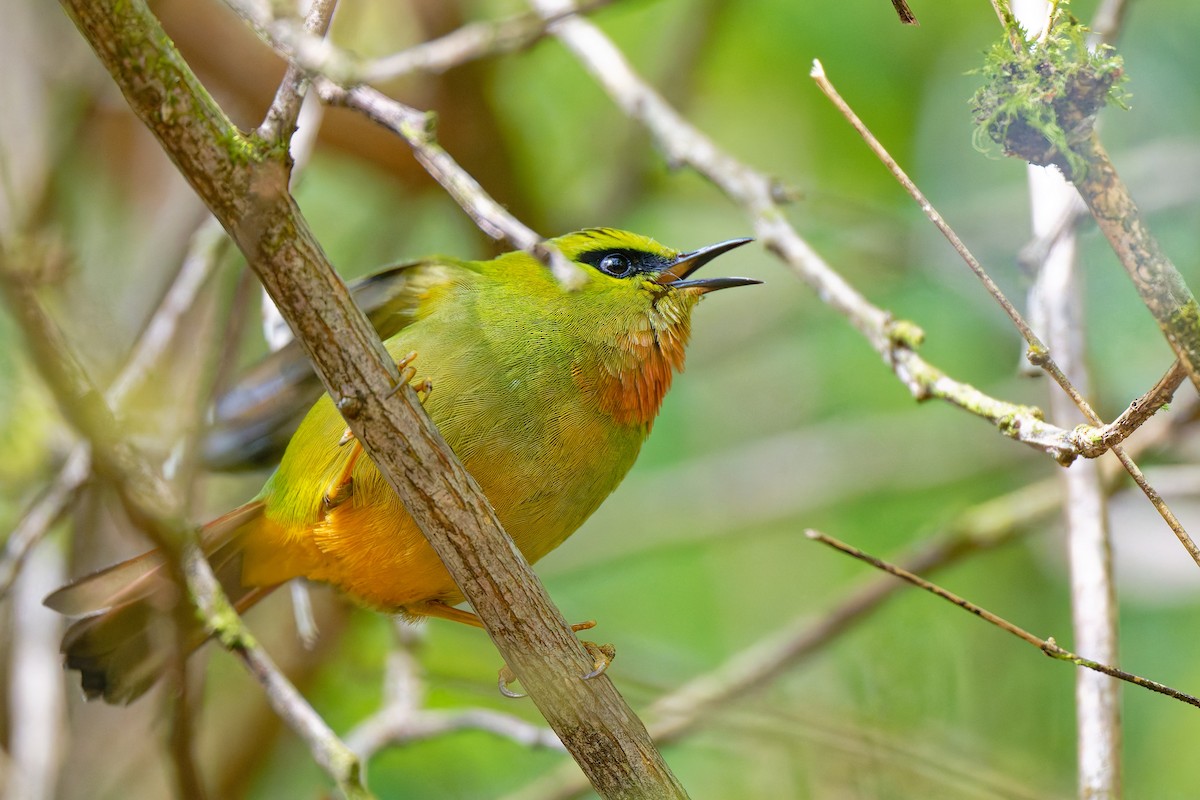 Fire-tailed Myzornis - ML638459176