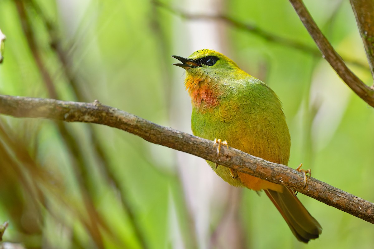 Fire-tailed Myzornis - ML638459177