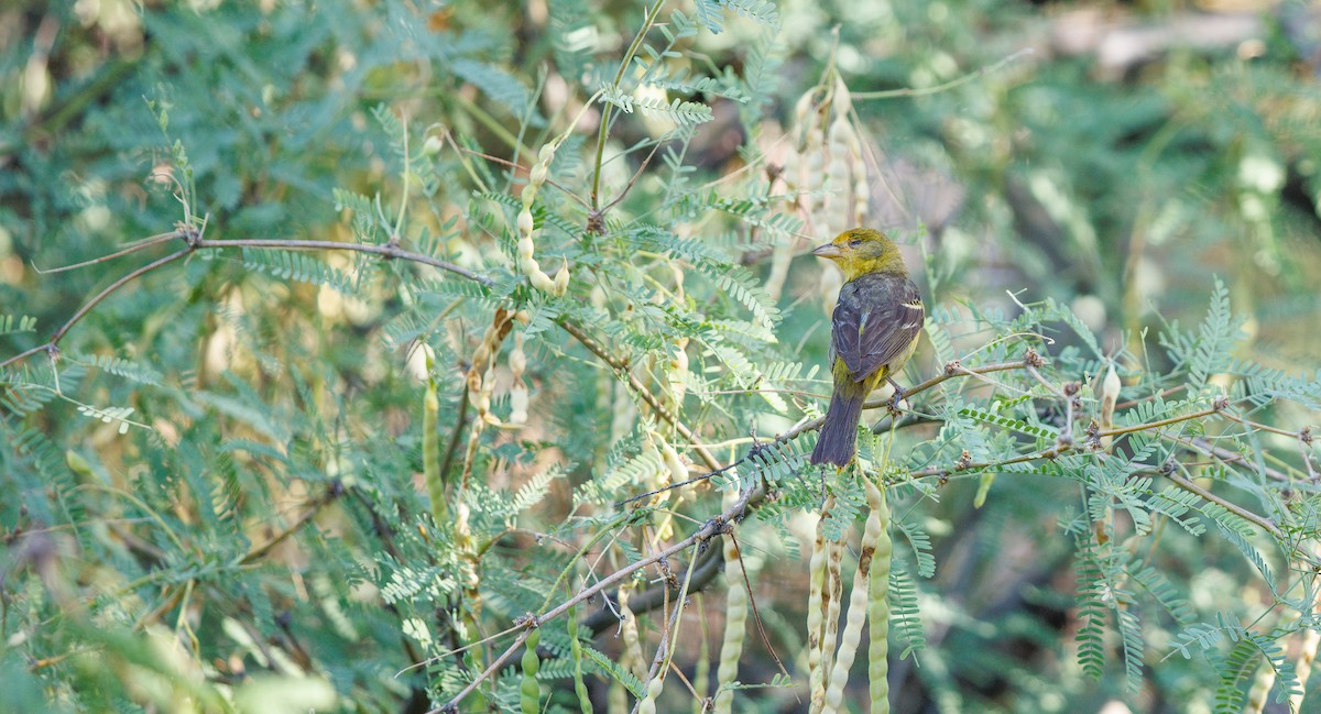 Western Tanager - ML638459183