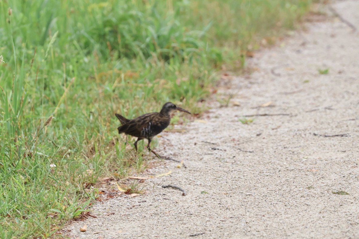 Virginia Rail - ML638459204
