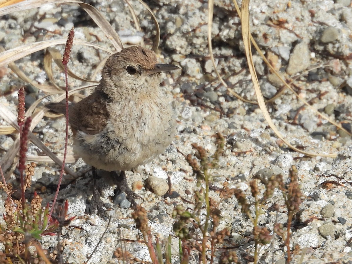 Rock Wren - ML638459218