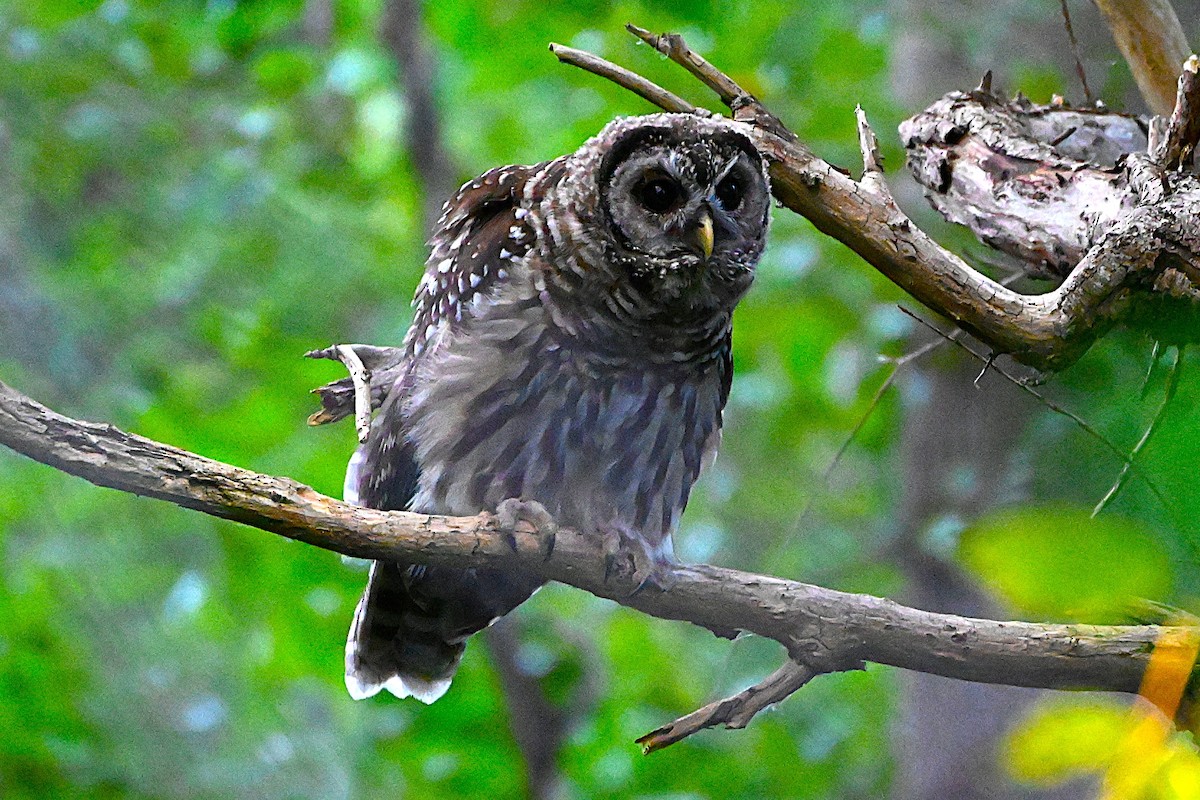 Barred Owl - ML638459241