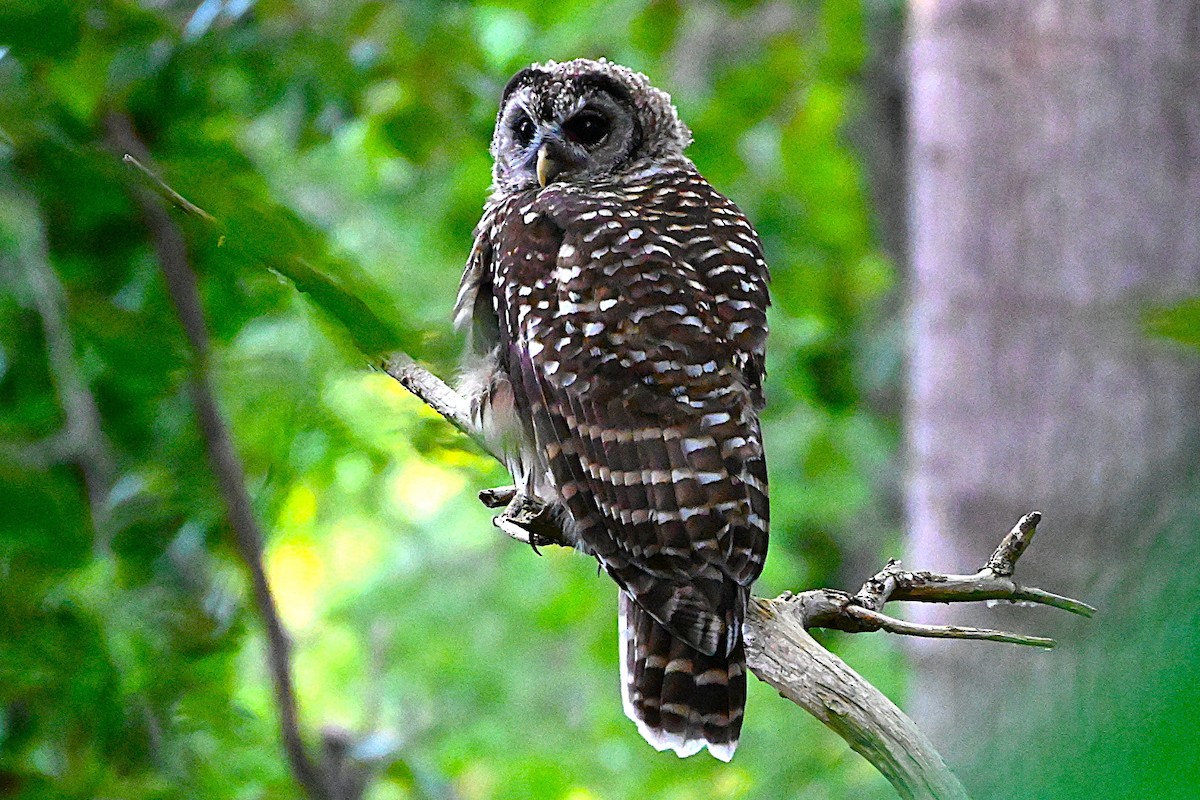 Barred Owl - ML638459248