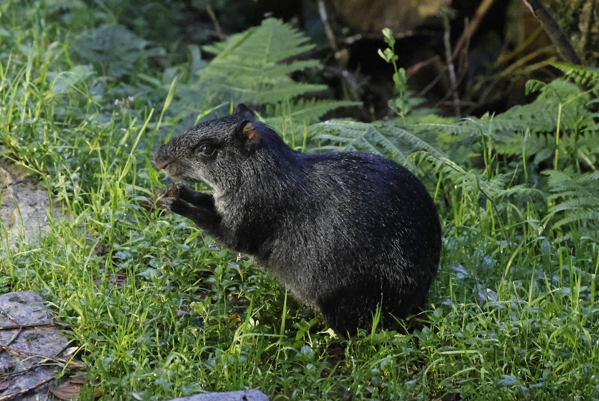 Black Agouti - ML638459276