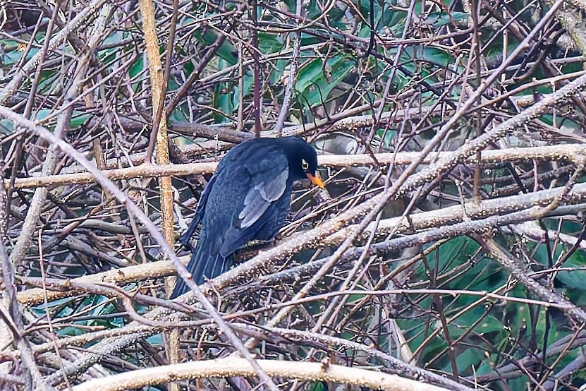 Gray-winged Blackbird - ML638459277