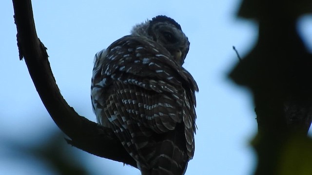 Barred Owl - ML638459299