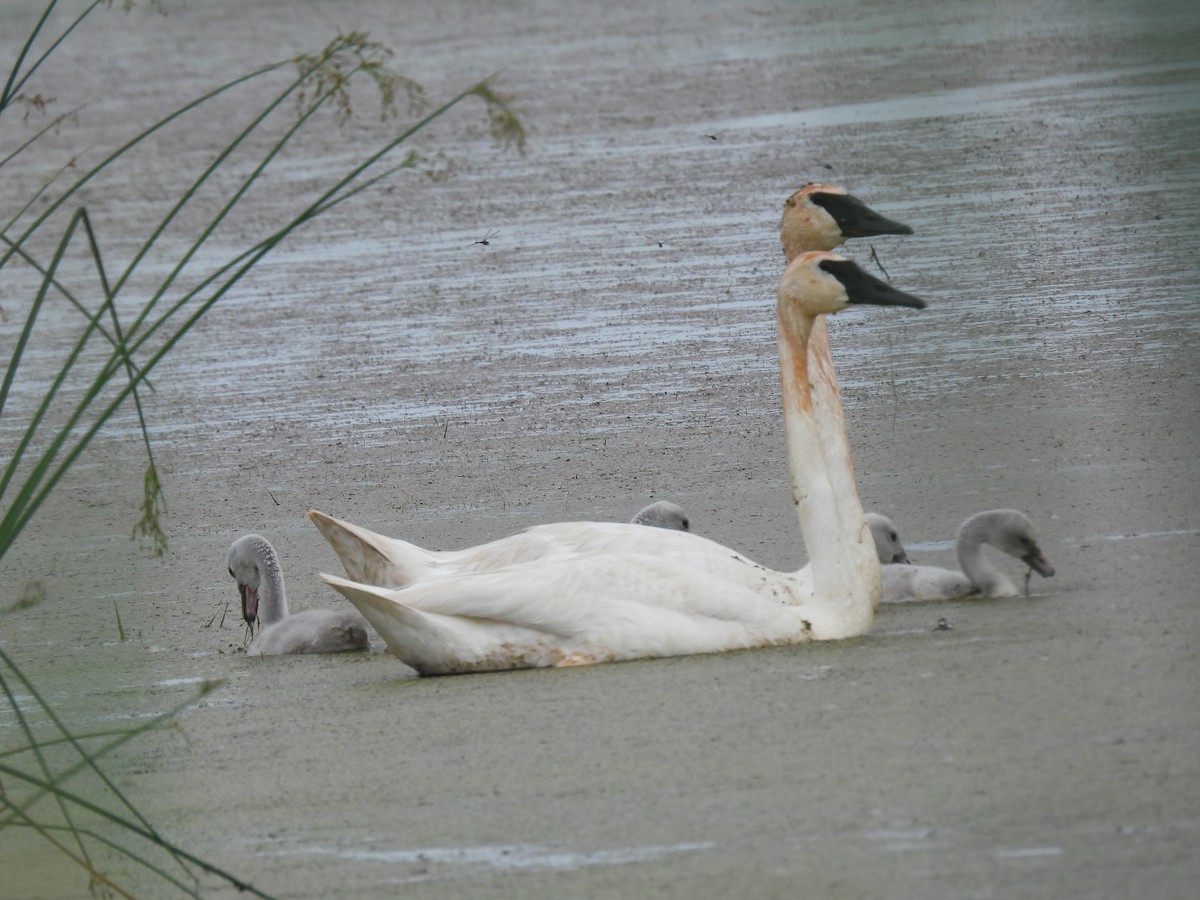 Trumpeter Swan - ML638459317