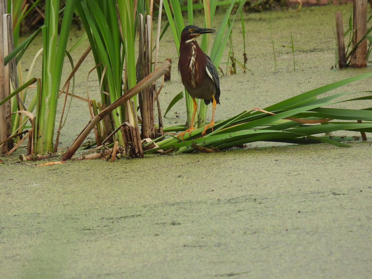 Green Heron - ML638459331