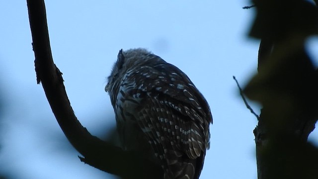 Barred Owl - ML638459333