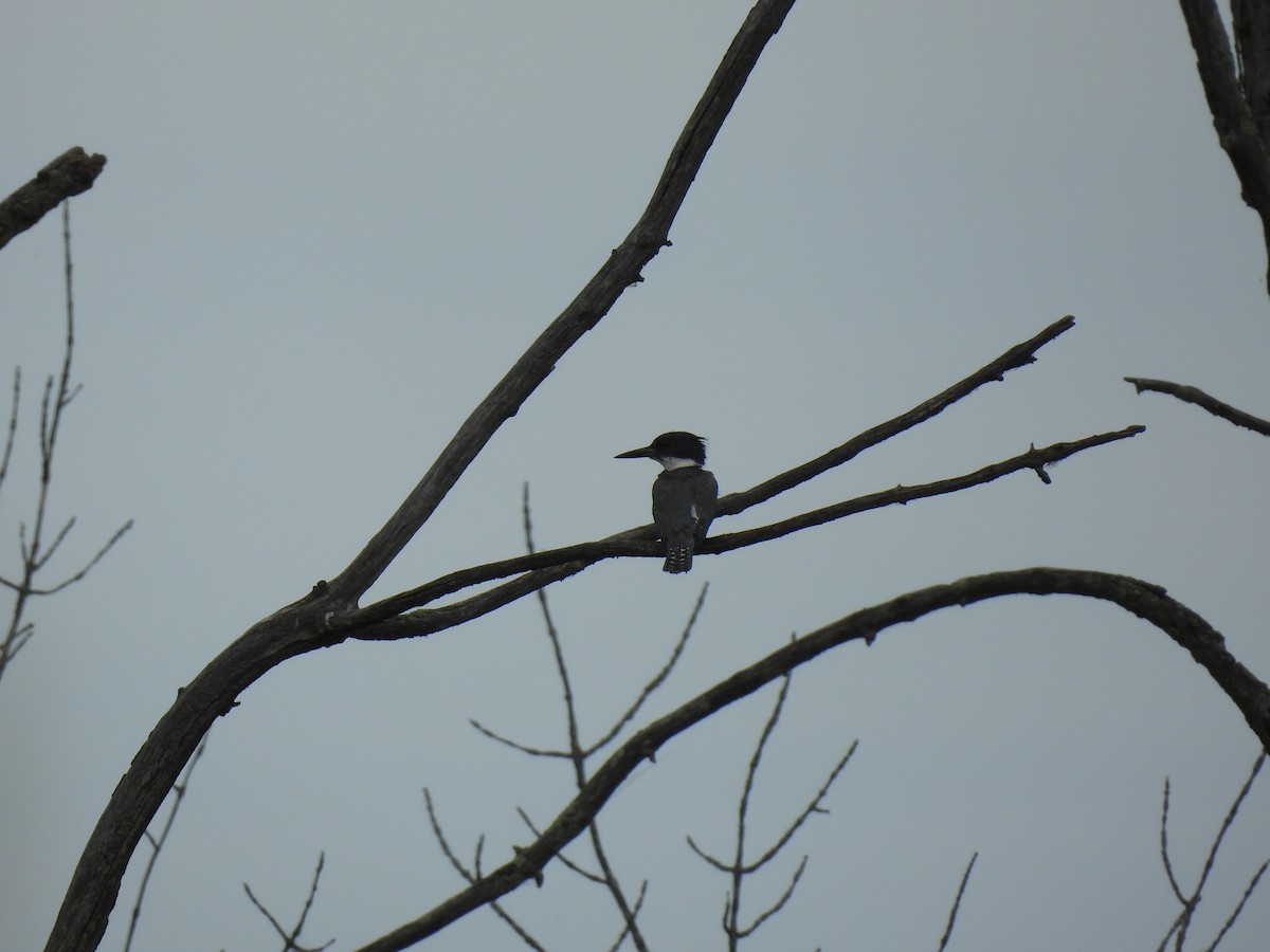 Belted Kingfisher - ML638459341