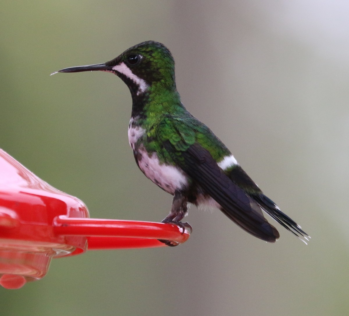 Green Thorntail - ML638459392