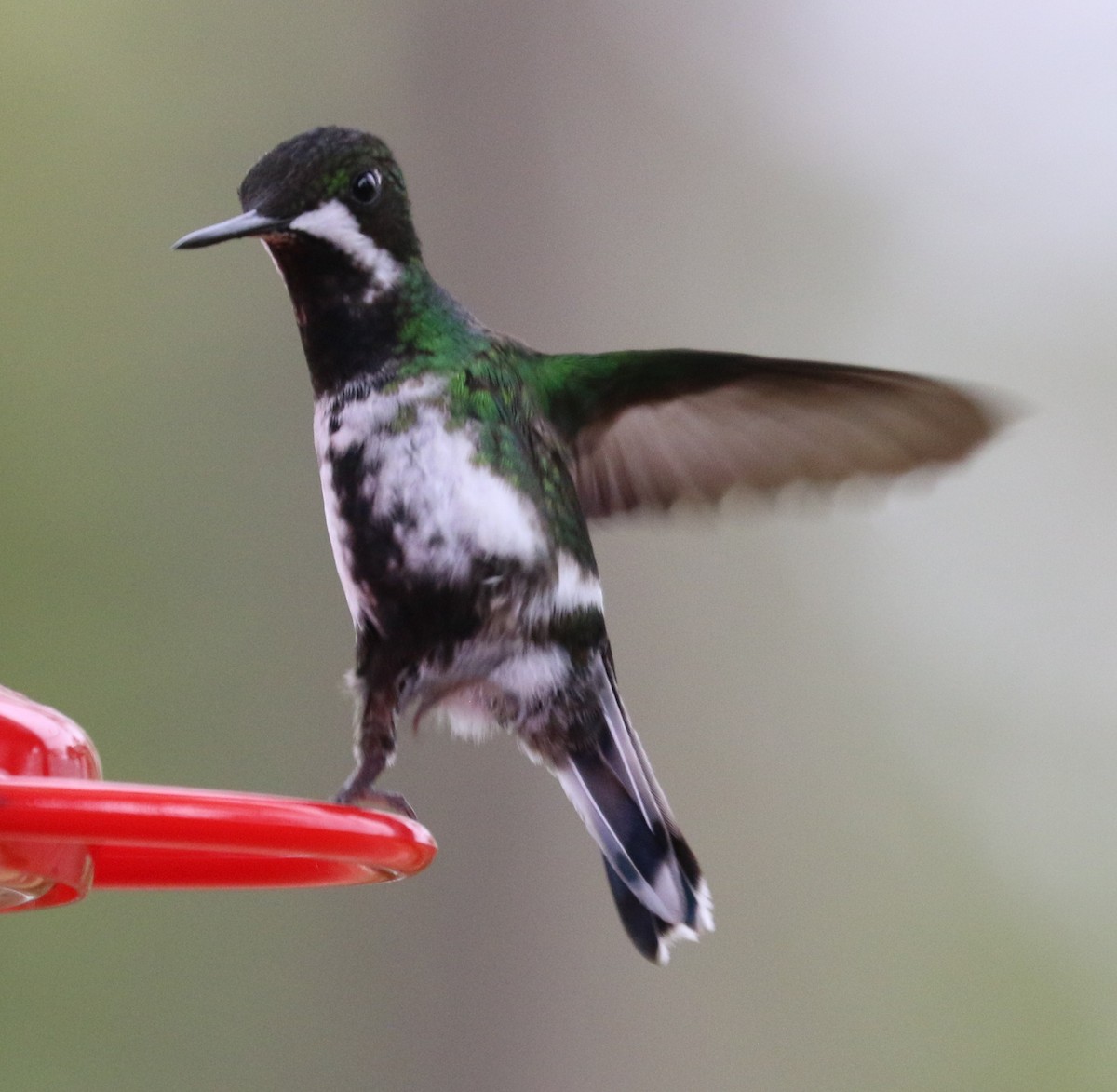 Green Thorntail - ML638459407