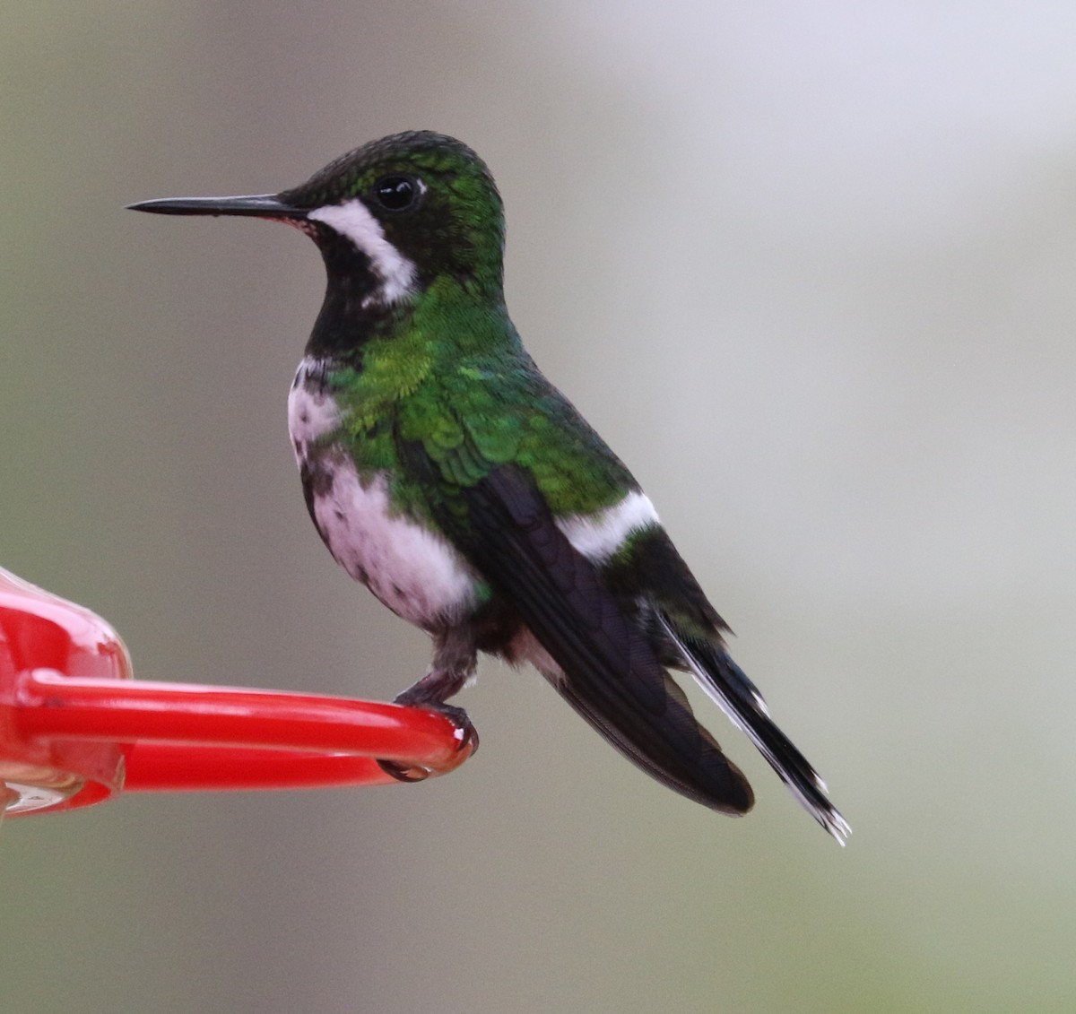 Green Thorntail - ML638459409