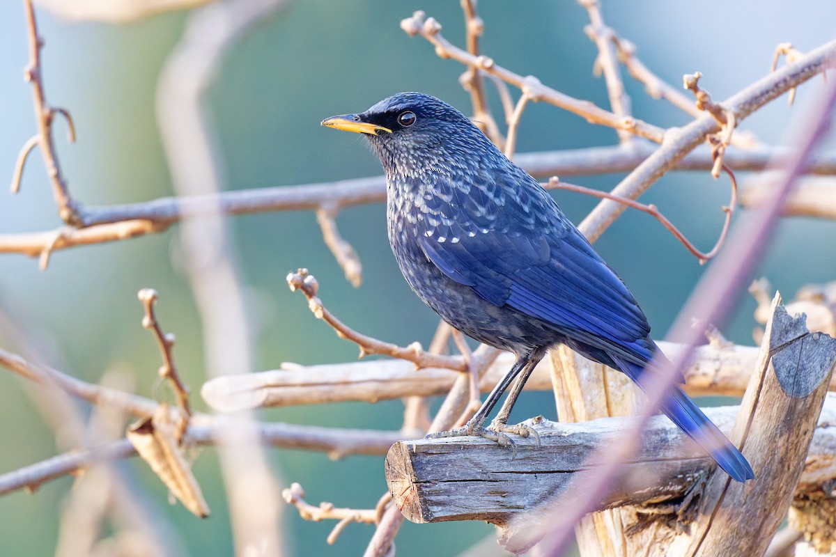Blue Whistling-Thrush (Yellow-billed) - ML638459418