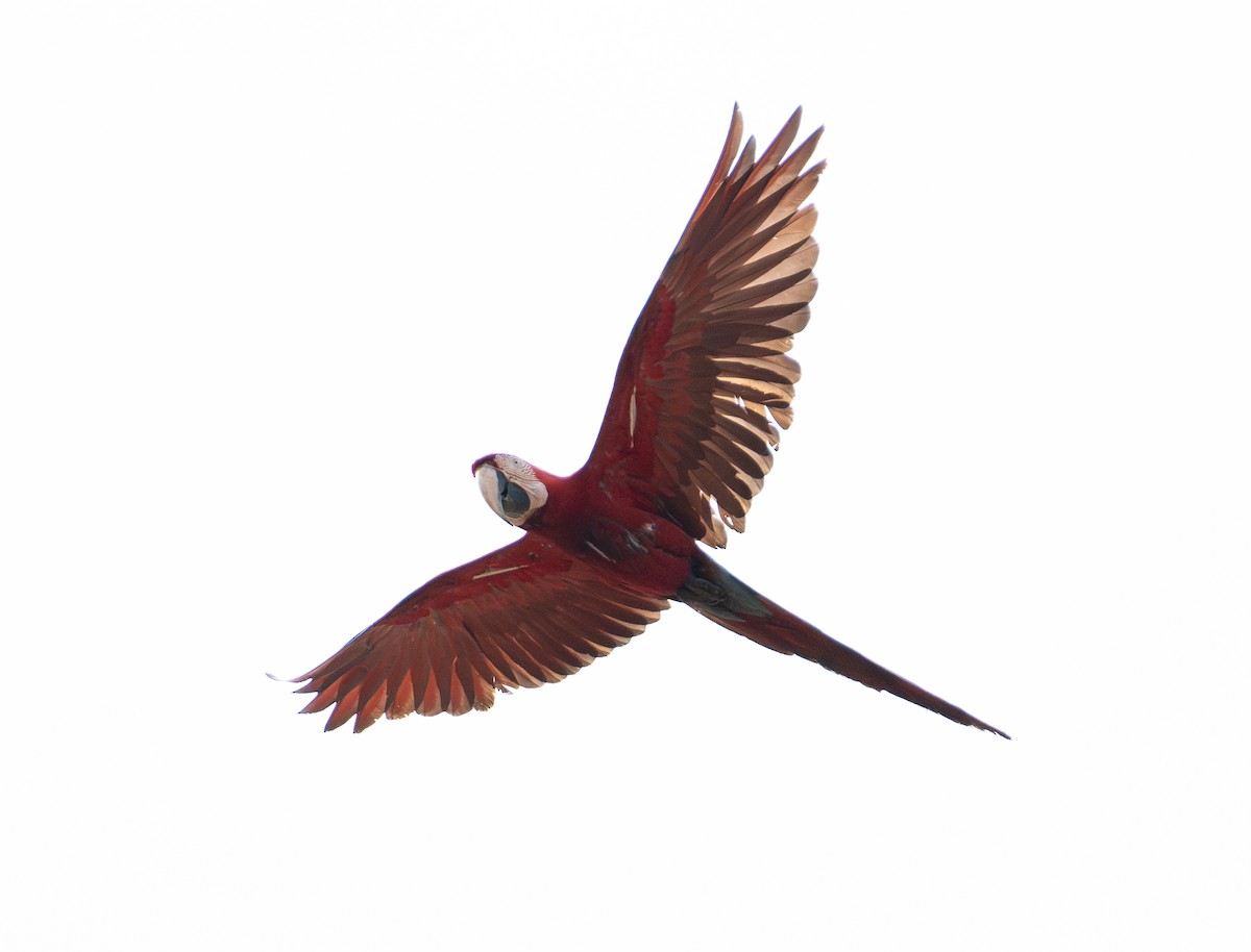 Red-and-green Macaw - ML638459446