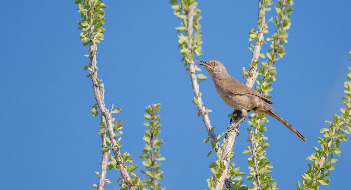 Curve-billed Thrasher (palmeri Group) - ML638459448
