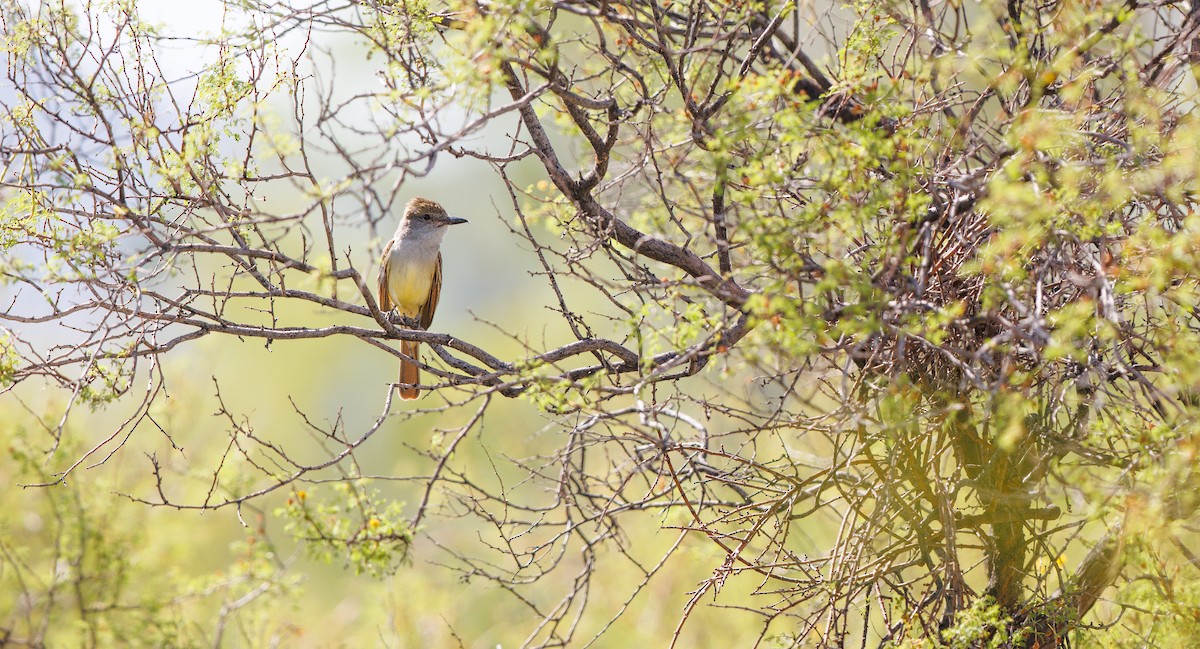 Brown-crested Flycatcher - ML638459491