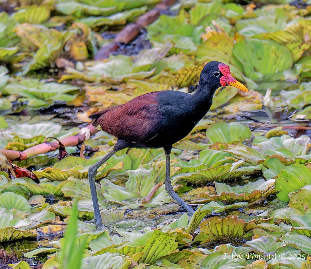 Jacana noir - ML638459522