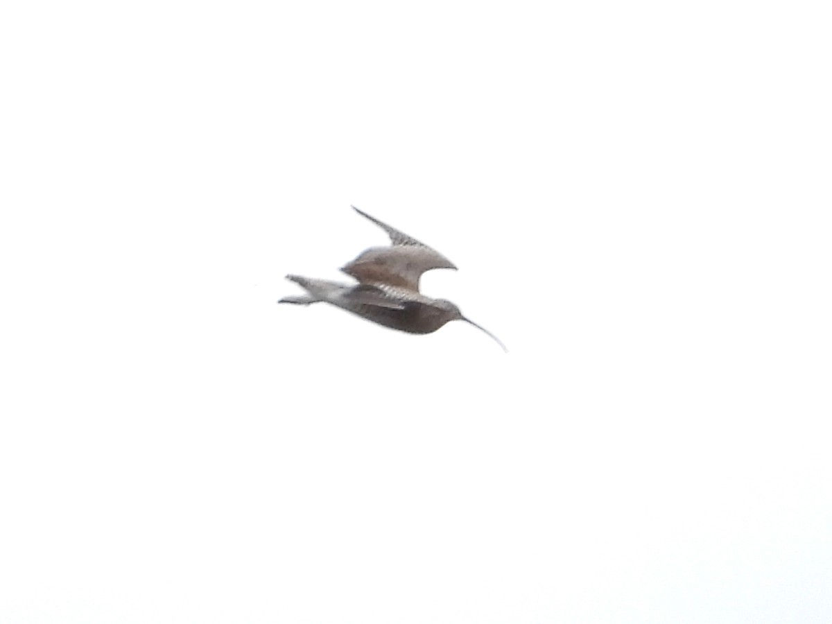 Eurasian Curlew - ML638459523