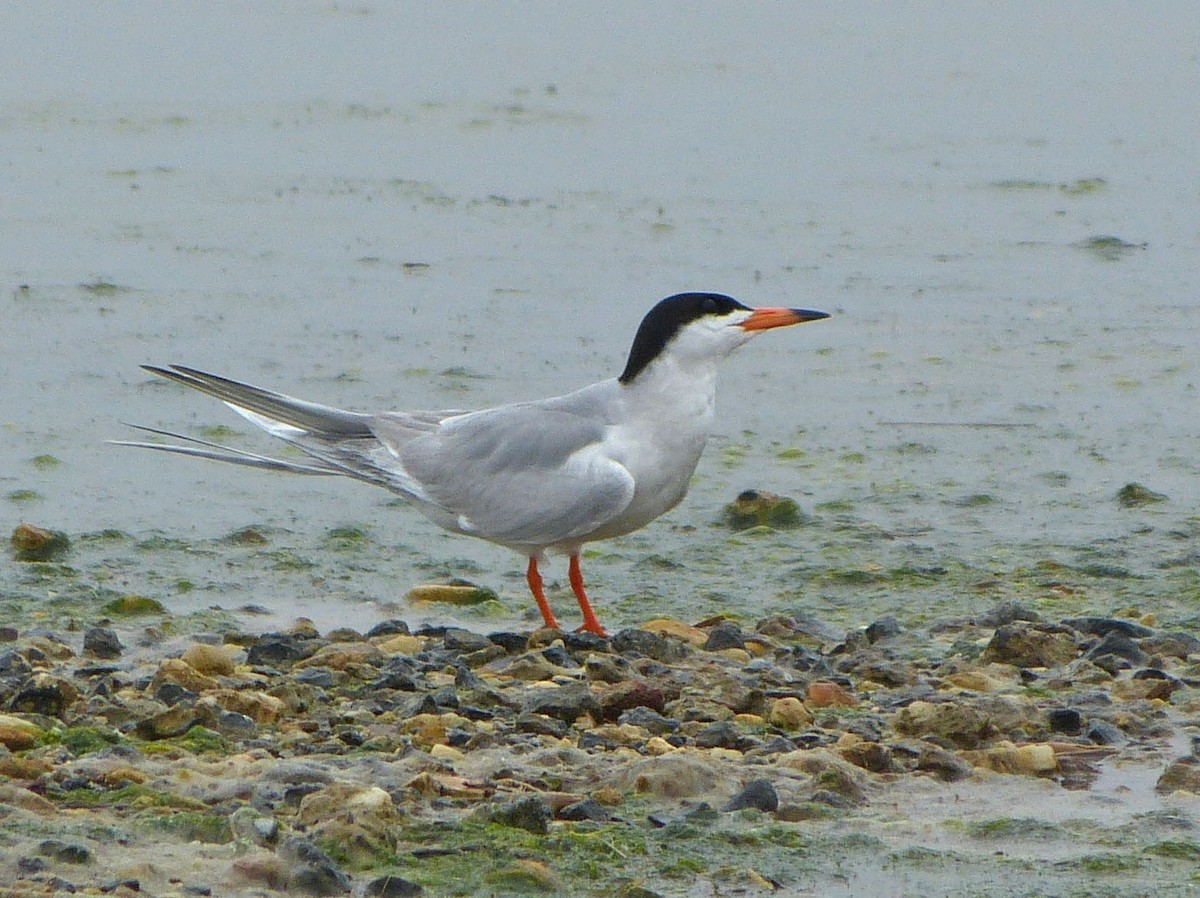 Forster's Tern - ML638459536
