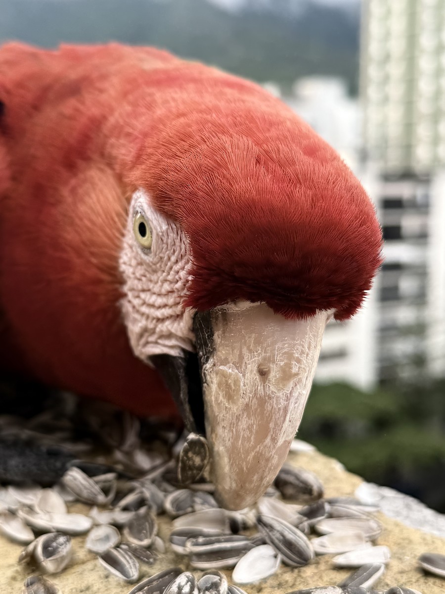 Red-and-green Macaw - ML638459549