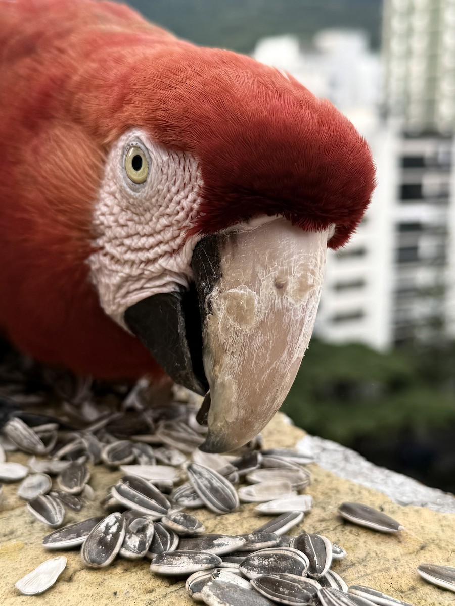 Red-and-green Macaw - ML638459550