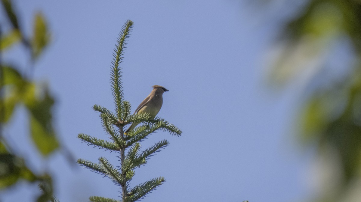 Cedar Waxwing - ML638459580