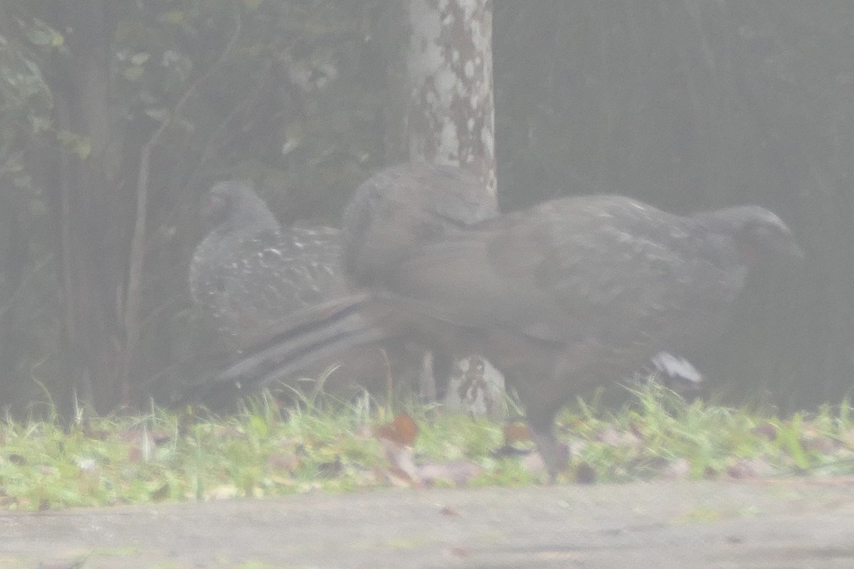 Pava Oscura - ML638459594