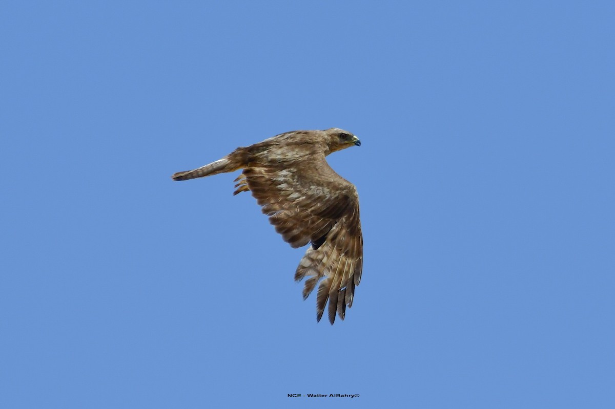 Common Buzzard (Steppe) - ML638459609