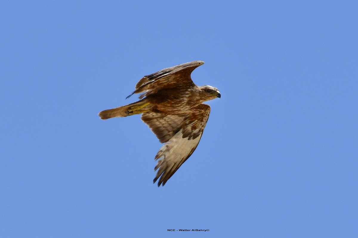 Common Buzzard (Steppe) - ML638459610