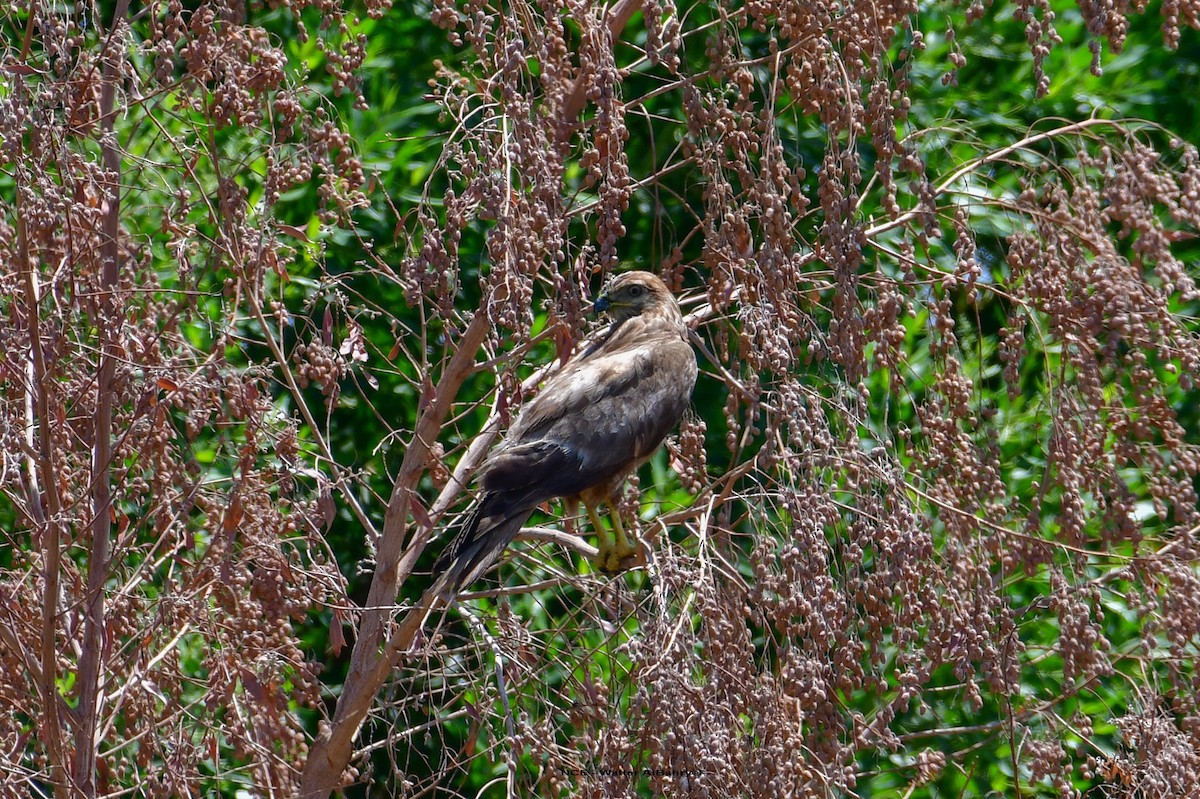 Common Buzzard (Steppe) - ML638459615