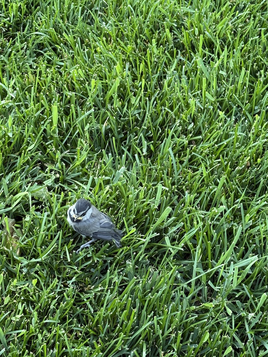 chickadee sp. - ML638459618