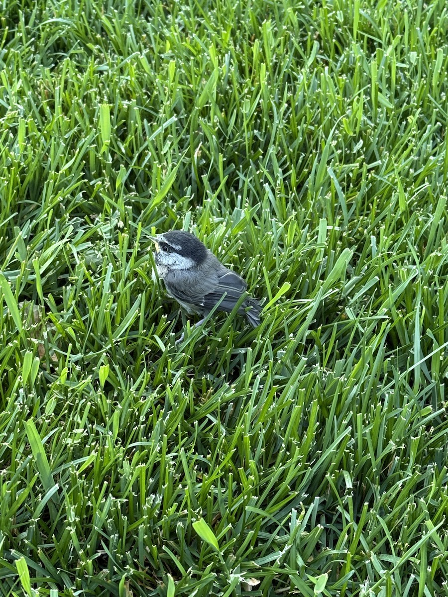 chickadee sp. - ML638459619