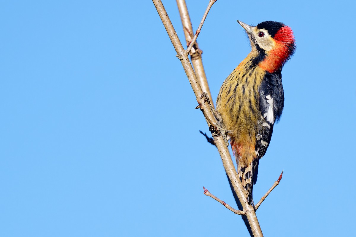 Crimson-naped Woodpecker - ML638459683