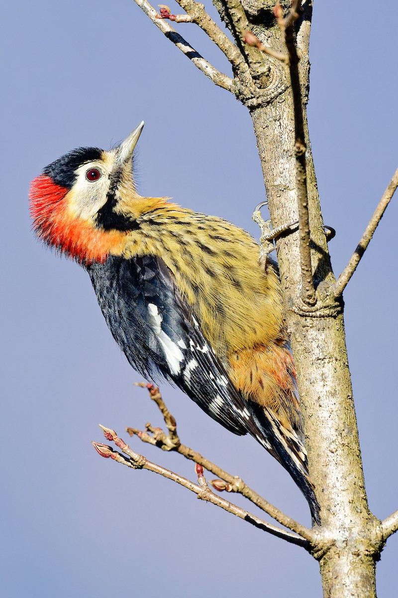 Crimson-naped Woodpecker - ML638459684