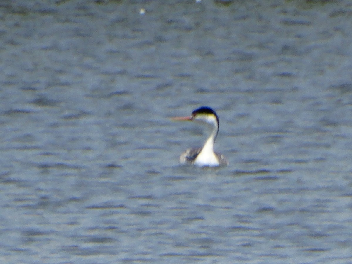 Clark's Grebe - ML638459775