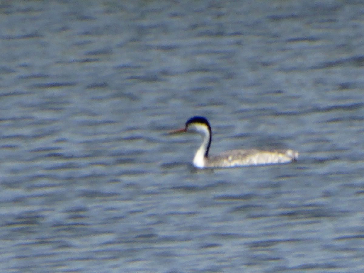 Clark's Grebe - ML638459776