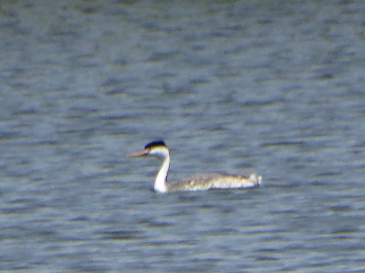 Clark's Grebe - ML638459777