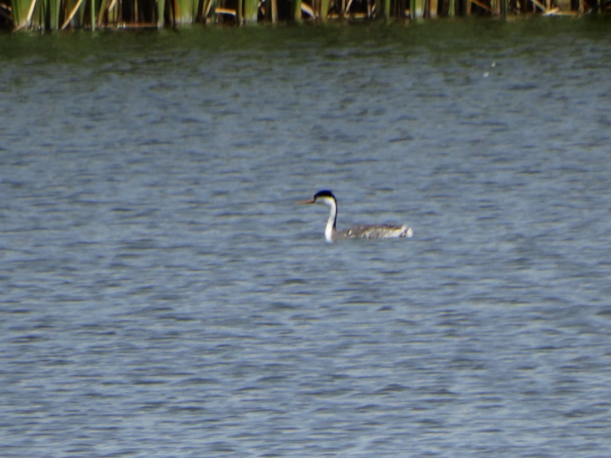 Clark's Grebe - ML638459778