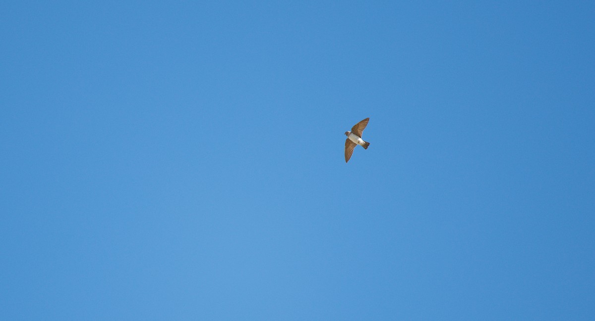 Purple Martin (hesperia) - ML638459799