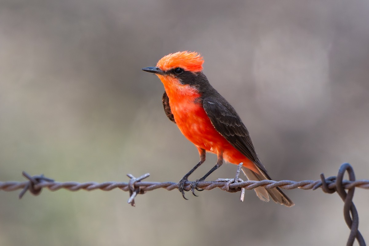 Vermilion Flycatcher - ML638459803