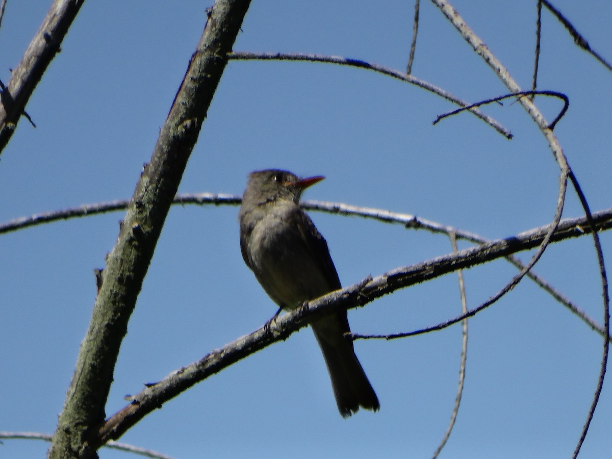 Greater Pewee - ML638459813